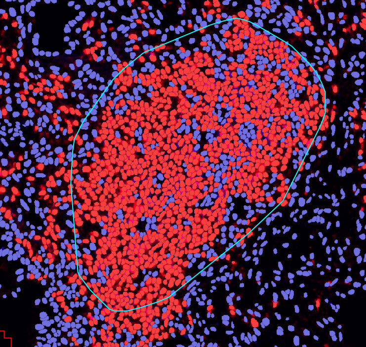 类细胞流式分析-B