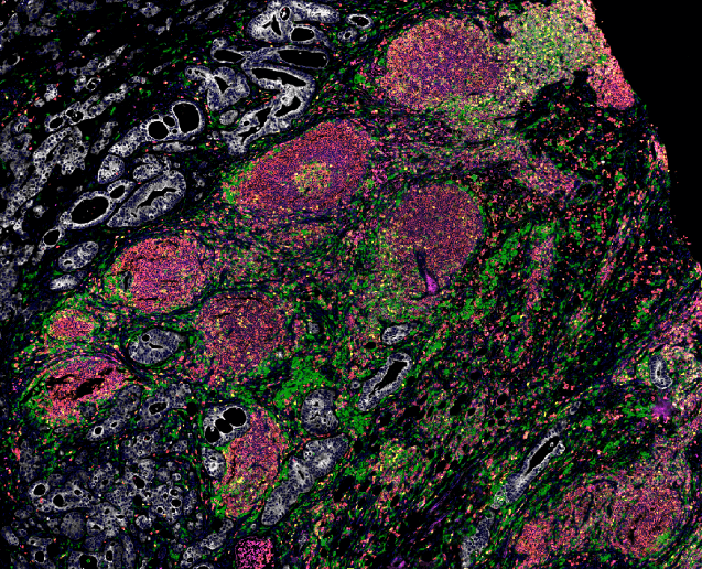 TLS自动识别与分析-A